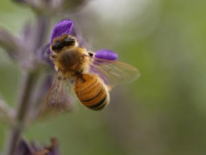 abeja